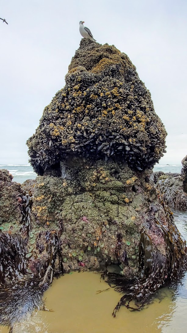 Haystack Rock and The Needles in Cannon Beach at low tide