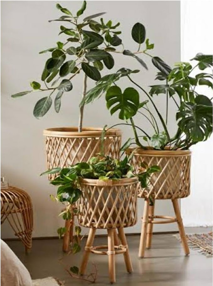 Cane Planter