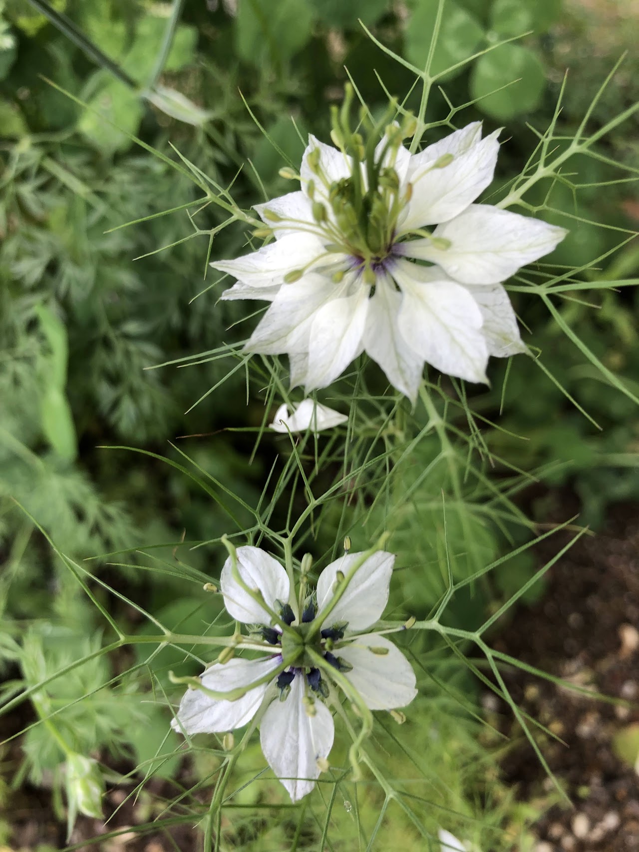 白いニゲラの花