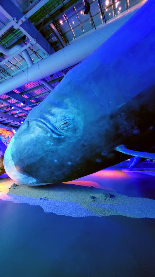 Rainy Day Reykjavik Recommendations: Whales of Iceland museum. The exhibit here is the world's largest whale exhibition and includes 23 life-size models of whales, so even if you spot them in the water, it's a difference experience being able to come right up to them. Usually I've seen whales hoisted pretty high up towards the ceiling in exhibits, or they tend to be whale bones, so I was interested to see them closer. Here they are suspended relatively low to the ground so you can compare yourself to them and see details of them at the 1:1 scale and careful design by marine biologists to be represented in a realistic way