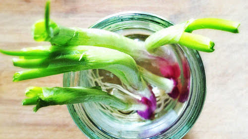 Grow Spring Onions in a Jar  Chinese Recipes at