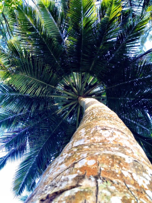 palm tree in penang national park 