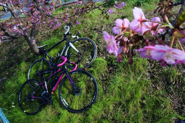 ロードバイクと河津桜