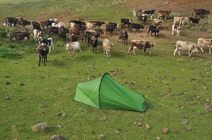 Cows surrounding tent in the mountains of armenia