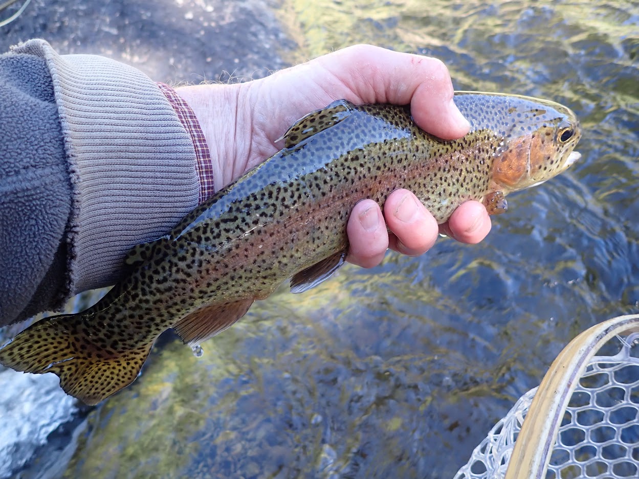 Frying Pan River  Dave Weller's Fly Fishing Blog