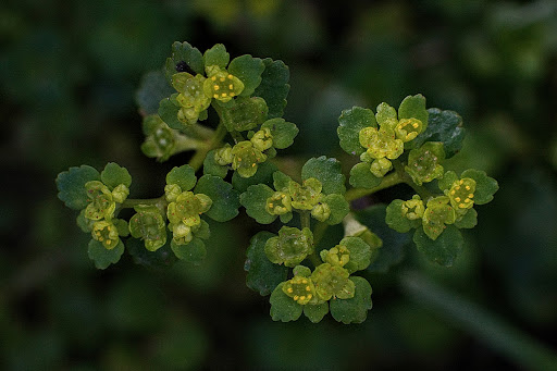 Chrysosplenium oppositifolium