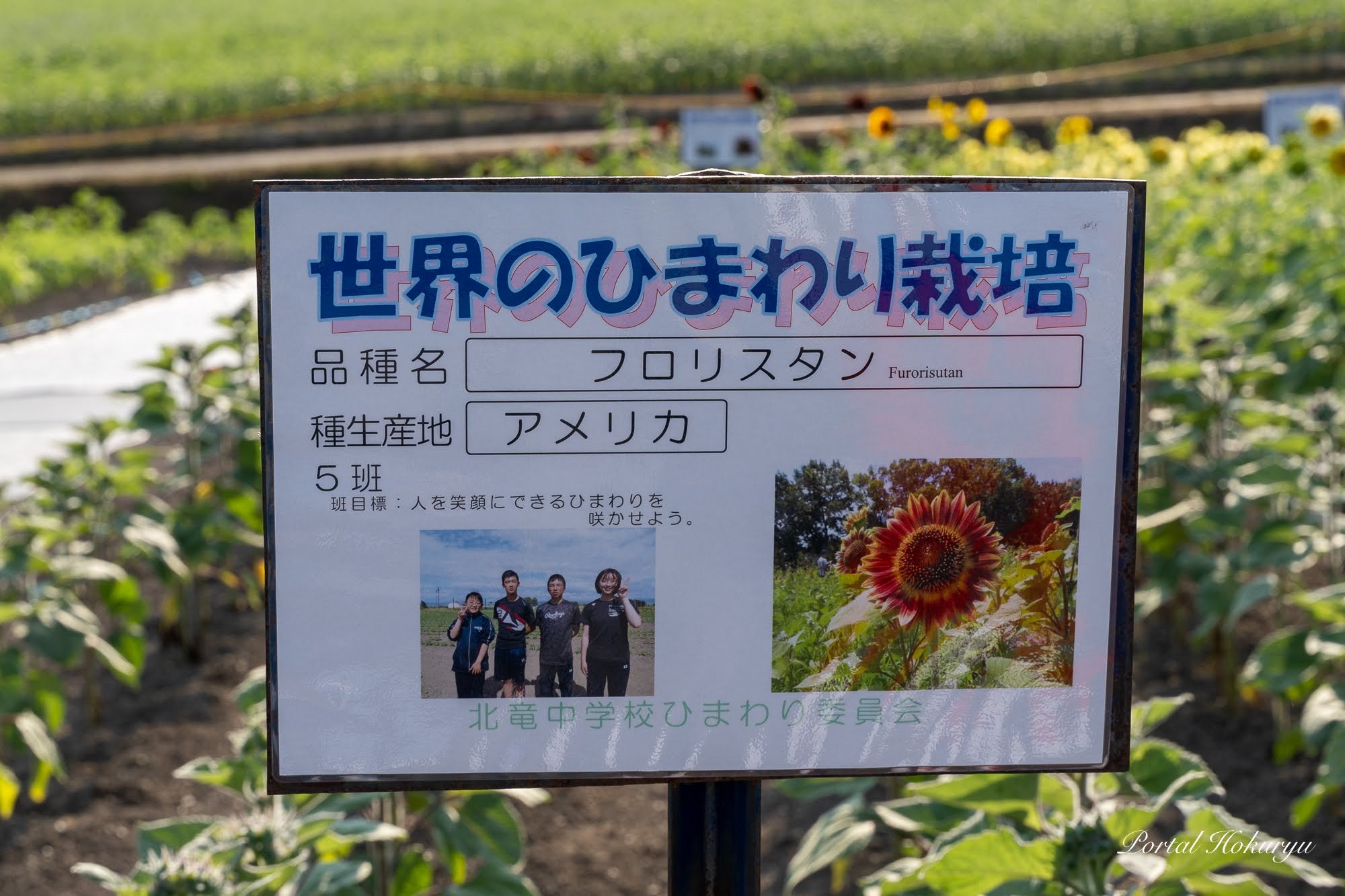 世界のひまわり 21 北竜町ポータル