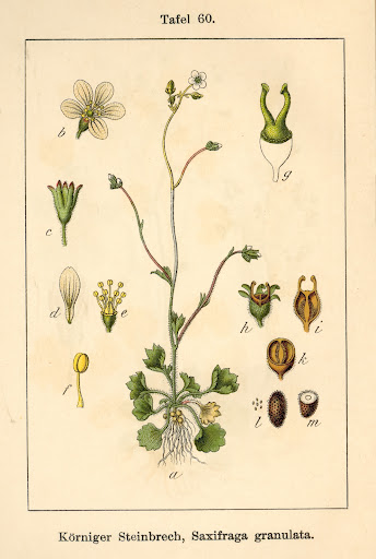 Saxifraga granulata