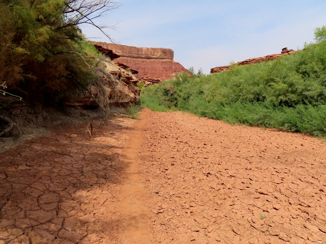 Trail up Deadhorse Canyon