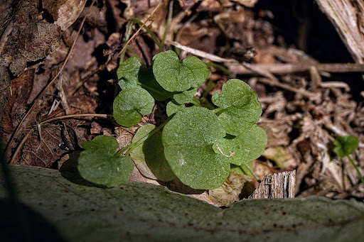 Wahlenbergia hederacea