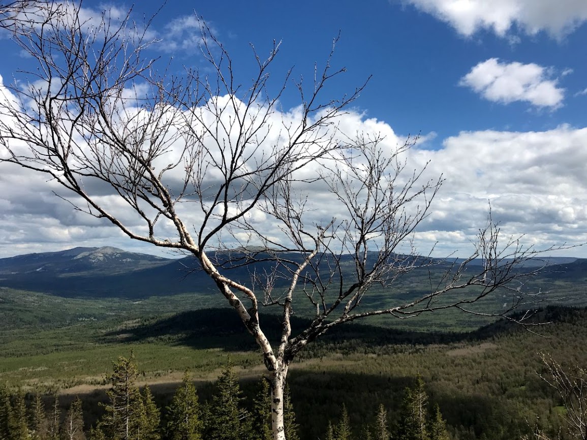 Lonely tree on the top Uvan Mountain zyuratkul