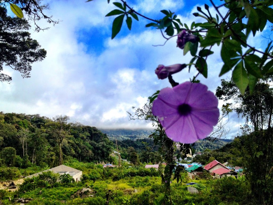 morning glory flower in cameron highlands 