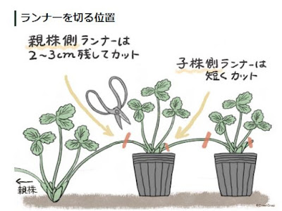 [最も共有された！ √] い��ご ランナー 切り 方 108404-いちご ランナー 切り離し 時期