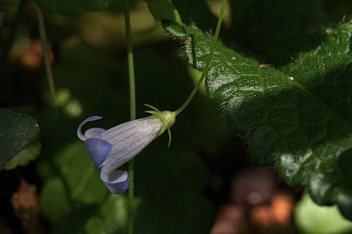 Wahlenbergia hederacea