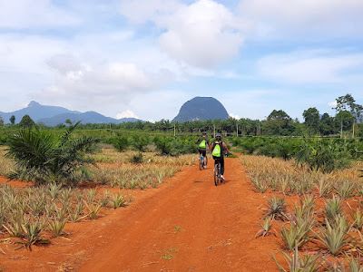 Cycle through the lush, subtropical countryside of Krabi