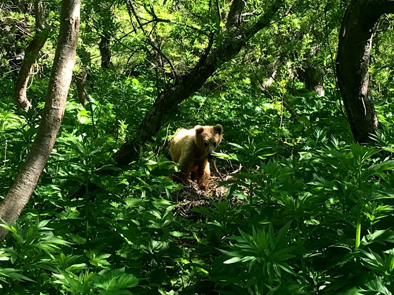 αρκουδάκι μέσα στους θάμνους στην Καμτσάτκα 
