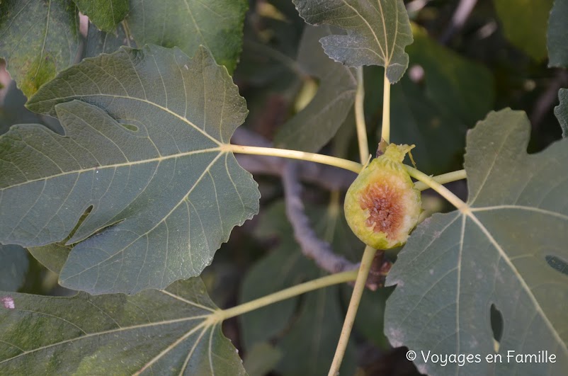 Monsaraz, Escritas de pedra e cal - Figues