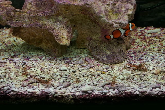 サンピアザ水族館