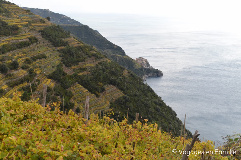 Vignes entre Corniglia et Manarola