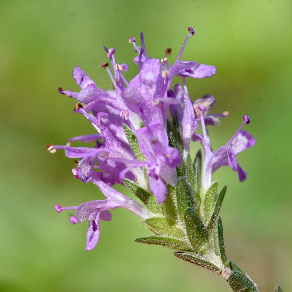 bloem en kelkblad