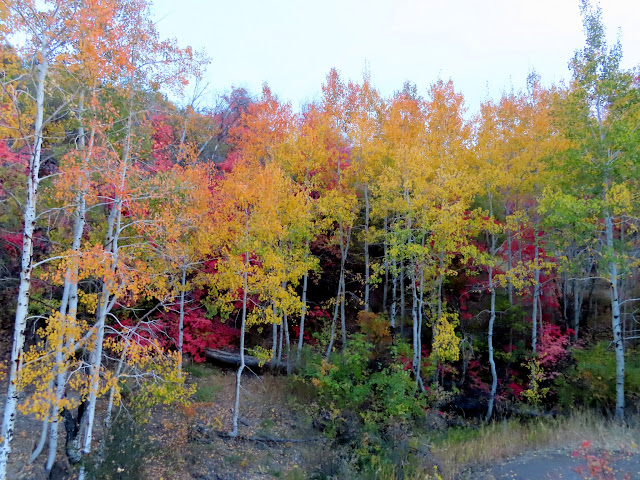 Colorful aspen trees