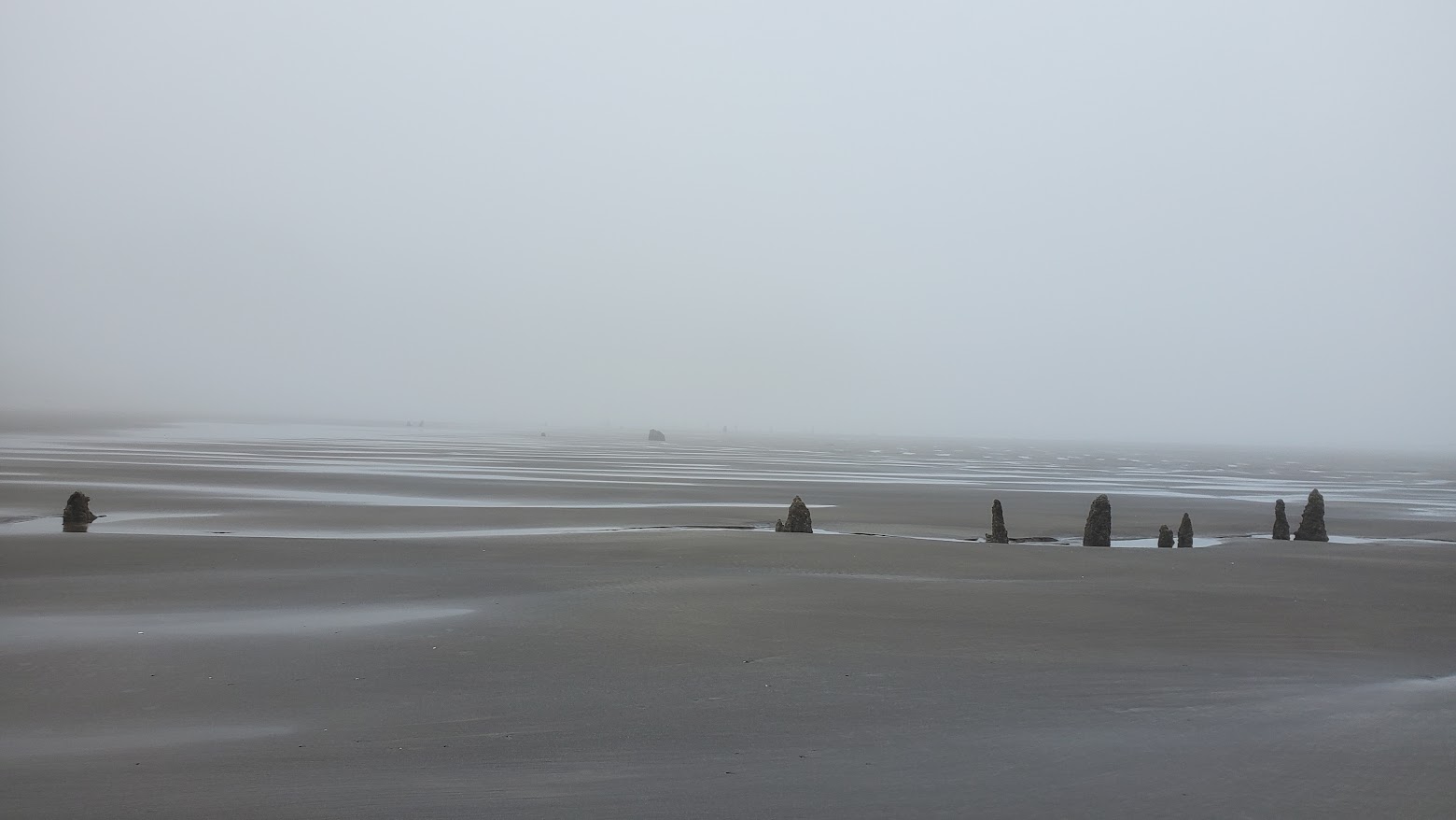 Neskowin Ghost Forest in the early foggy morning at Neskowin Beach