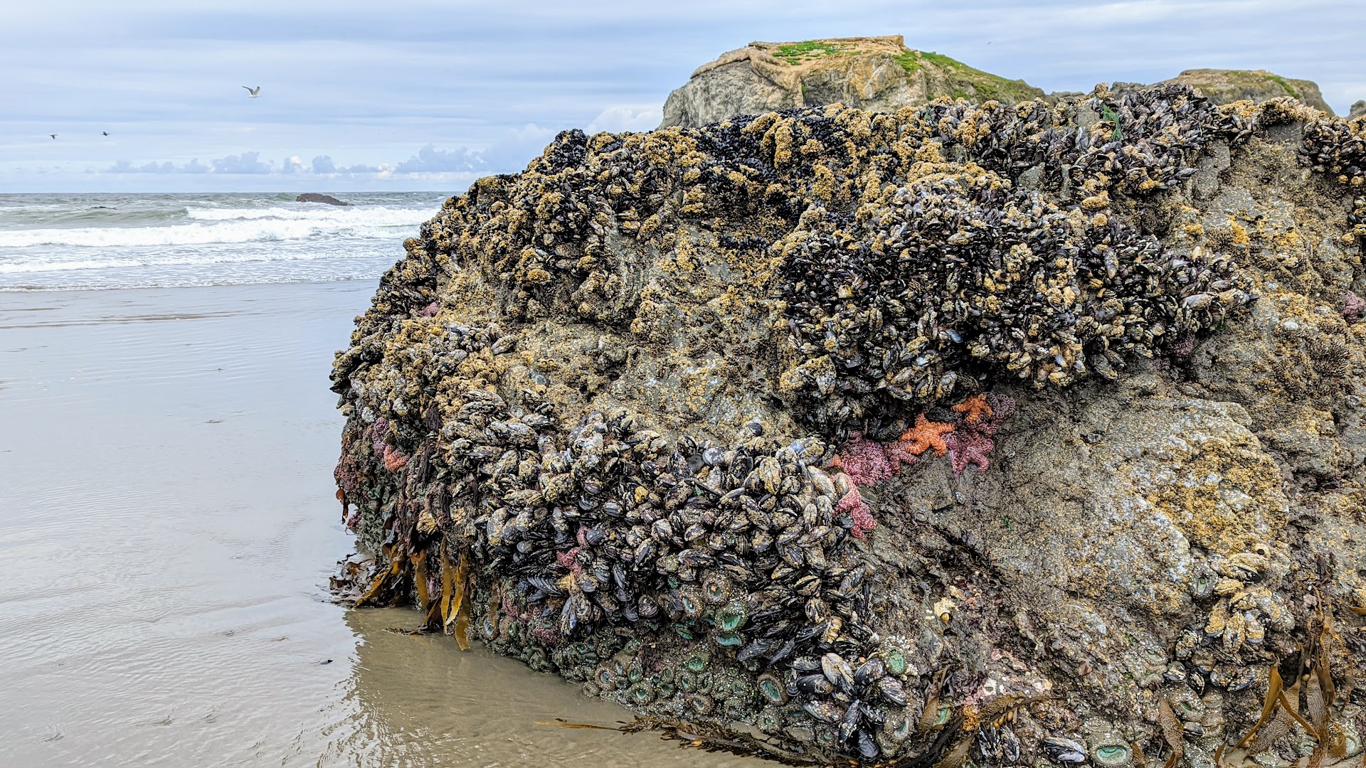 Low Tide at Face Rock Viewpoint in Bandon, Oregon. The sea stacks here make for wonderful and plentiful tidepool exploration