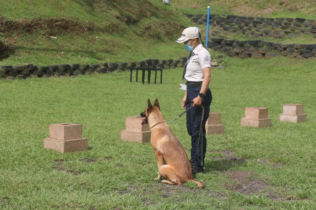 UNIDAD CANINA DEL MJP DISPONE DE 48 CANES PARA LABORES DE RASTREO DE DROGAS, CELULARES, ARMAS, EXPLOSIVOS Y PERSONAS FUGITIVAS