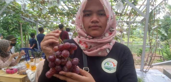 Kebun Anggur di Ngrambe