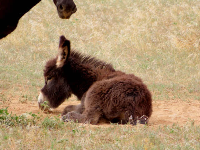 Cute furry little baby burro