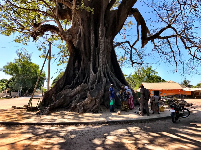 giant tree in diembering village in casamance 