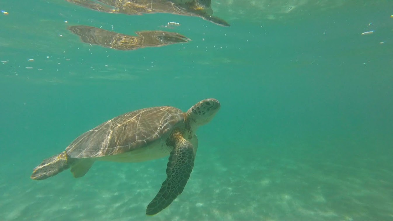 akumal tortues