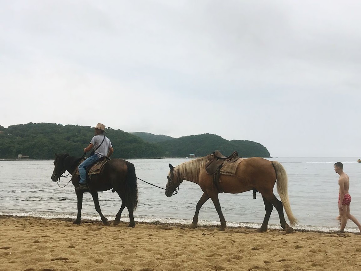 Along the beach on horseback andreevka primorsky krai