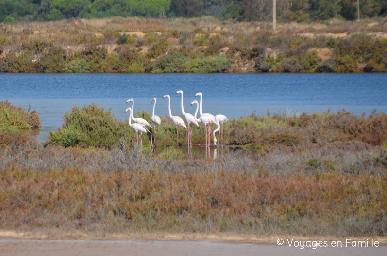 Ludo trail, ile de Faro