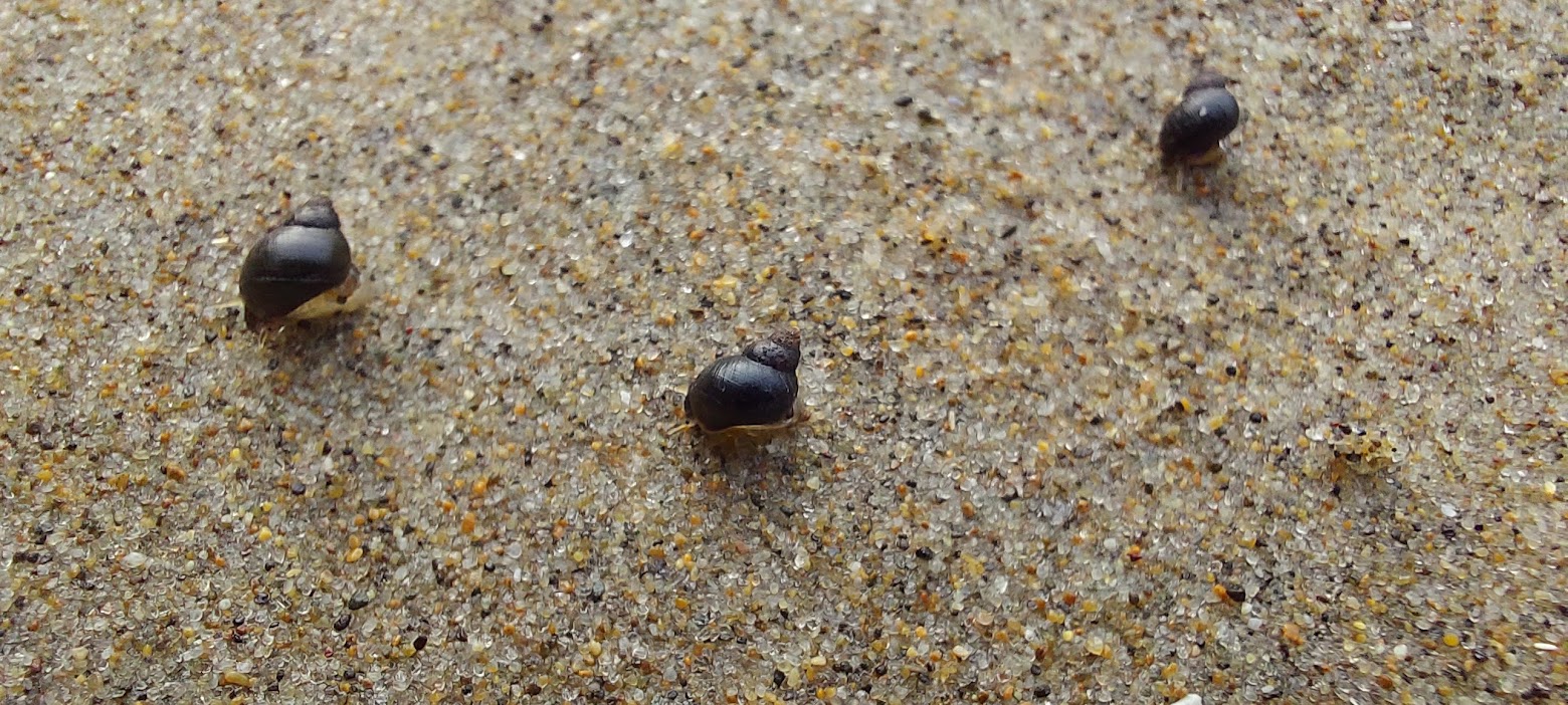 Snails by Proposal Rock in the early foggy morning at Neskowin Beach