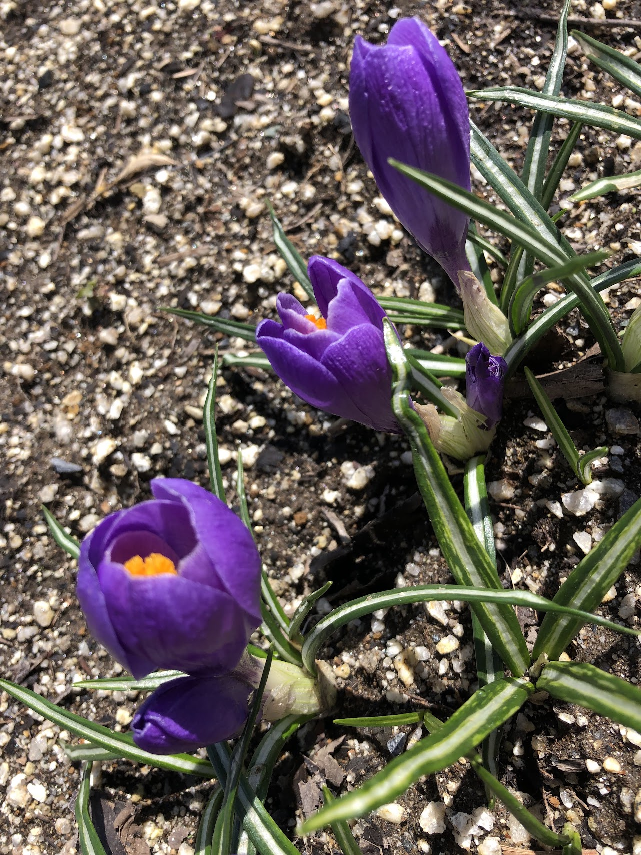 クロッカスの花