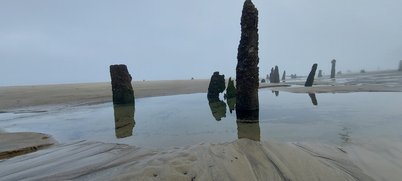 Neskowin Ghost Forest in the early foggy morning at Neskowin Beach