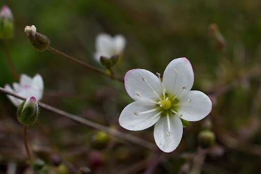 Sagina merinoi