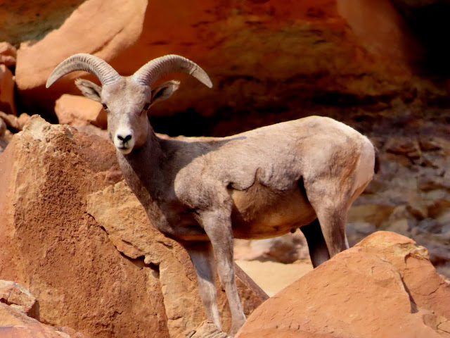 Bighorn sheep