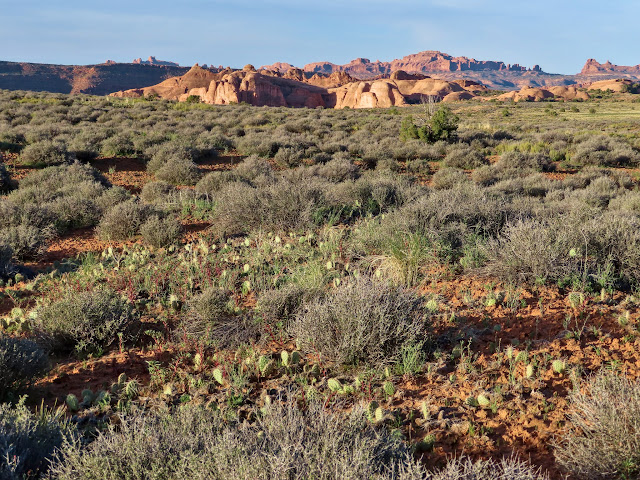 Field of cactus