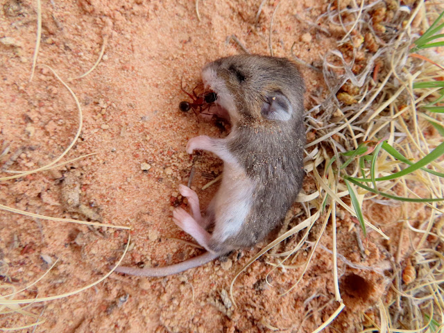 Ant feeding on a dead baby mouse