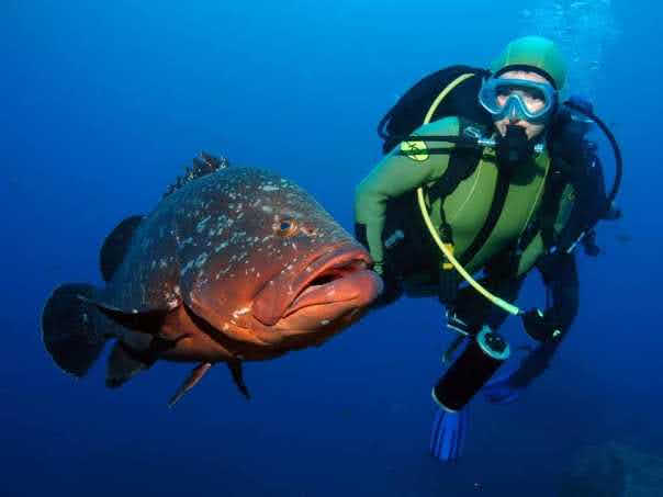 Mergulho