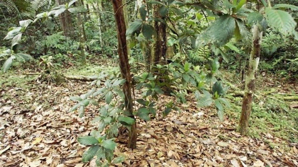 Devil's Gardens, os jardins do diabo na floresta Amazônica