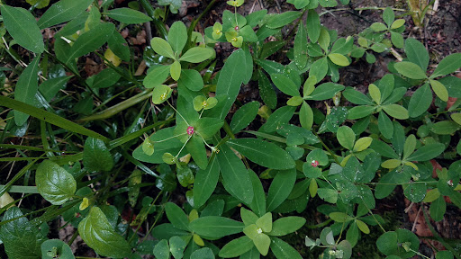 Euphorbia dulcis