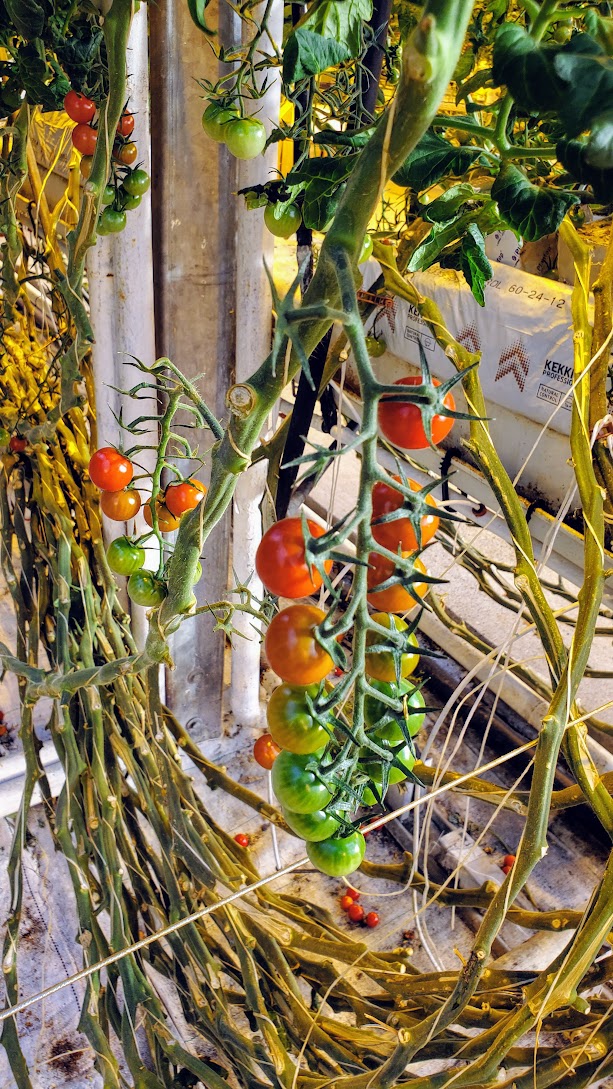 Golden Circle Highlights, Iceland: Friðheimar Tomato Farm is the best stop for lunch in the Golden Circle and besides being a working tomato farm powered by geothermal heat and a restaurant where you can eat in the greenhouse, offers a horse show to help demonstrate the unique Icelandic Horse gaits