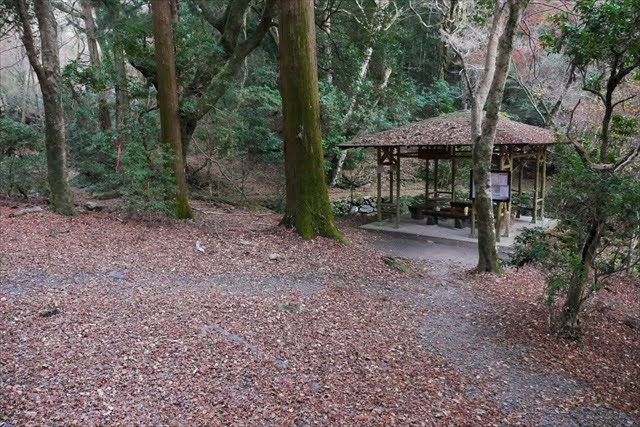 春日山原始林