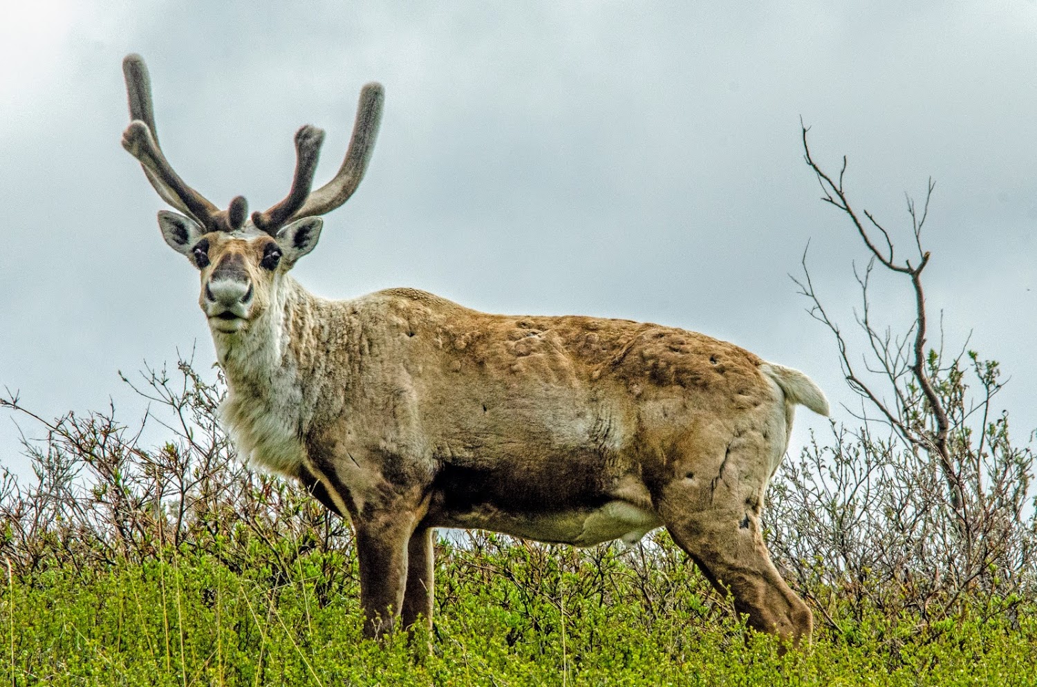 Caribou