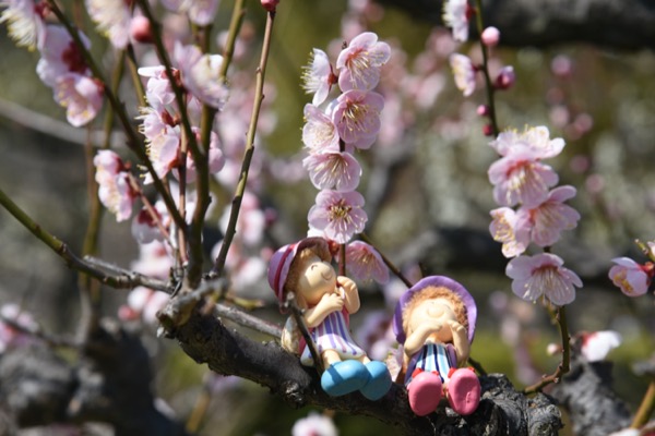 枝に人形を載せて梅の花と一緒に撮影