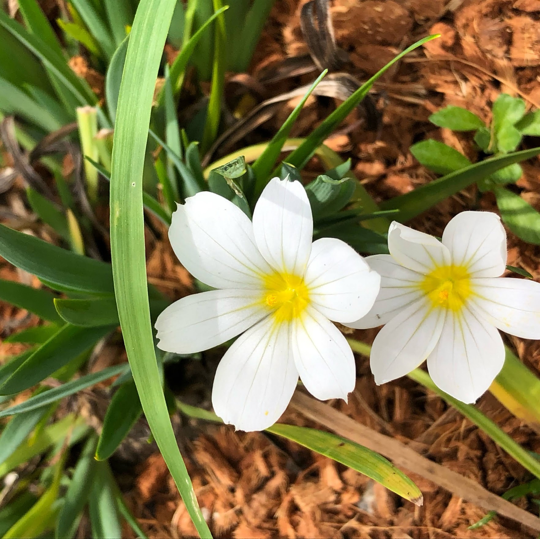 シシリンチウム・アイダホスノーの花のアップの写真