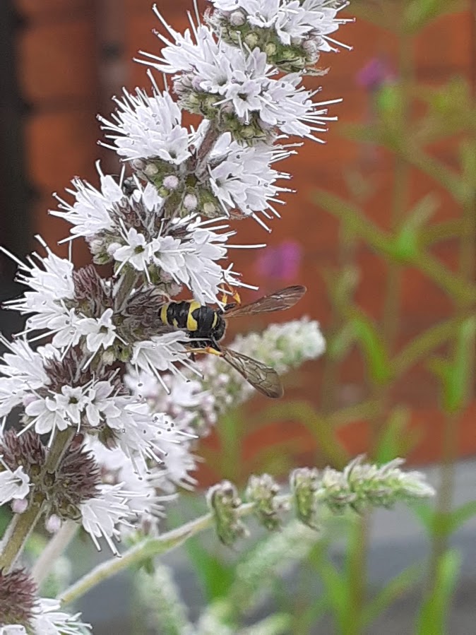 guêpes et abeilles du jardin AM-JKLWlZJEuYZx-UhD4oPW3K0D4GT8nrZlcoh0sU3jzn6mT9bVGNz4Dh2OLNyTg7Yp_wT8uvEsuSSSUJAj2feB5_NrJhQYMdEZ0b6UqrhBCP4Wa_sBJ0QgDyTCbGf0EQhOuRW6orS_IrfCBc-g9fX3QQ9MXKA=w675-h899-no?authuser=0